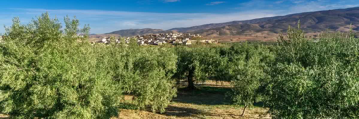 Olives Landscape